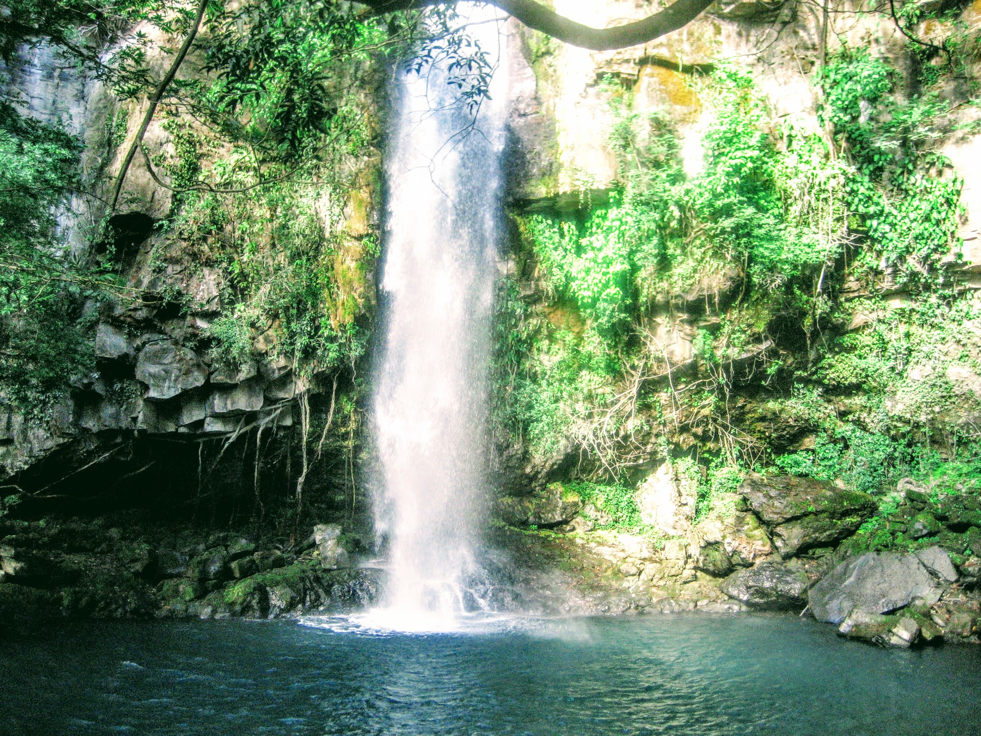 Guanacaste Guanacaste